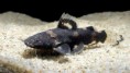 /album/catfishes/batrochoglanis-raninus-jpg/
